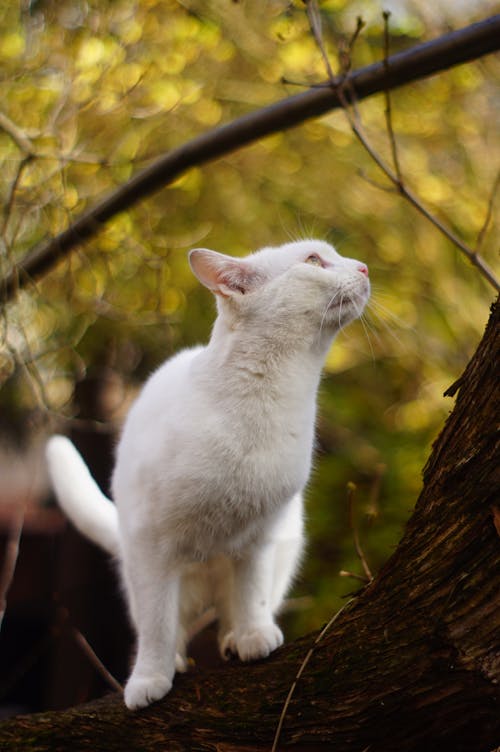Free stock photo of autumn, beauty of nature, cat