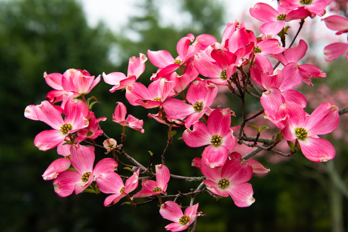 Free  Pink Flowering Dogwood in Close-Up Photography Stock Photo