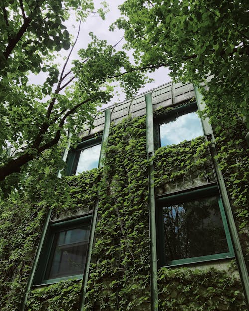 Green Trees Beside the Building