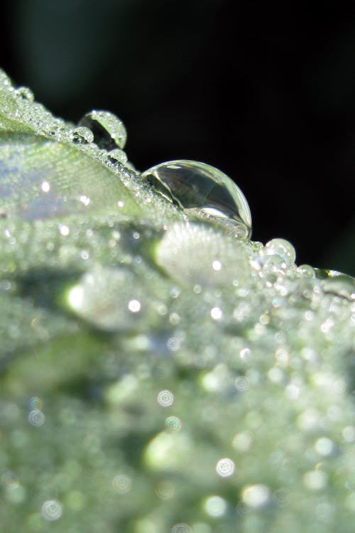 Free stock photo of black background, dew, early morning