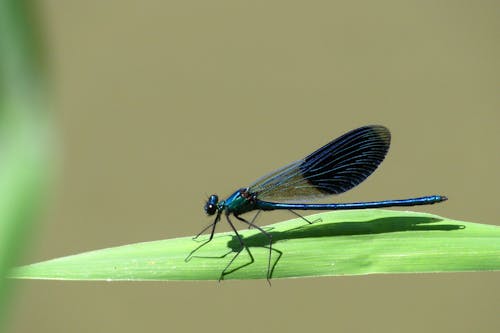 Free stock photo of bug, dragonfly, insect