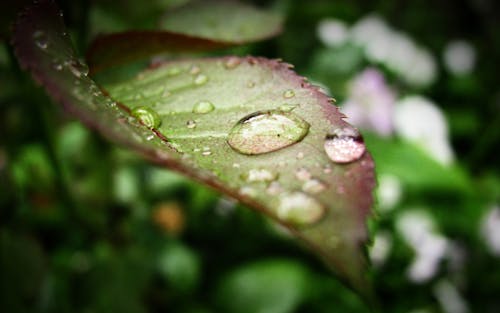 Free stock photo of dewdrops, focus, macro
