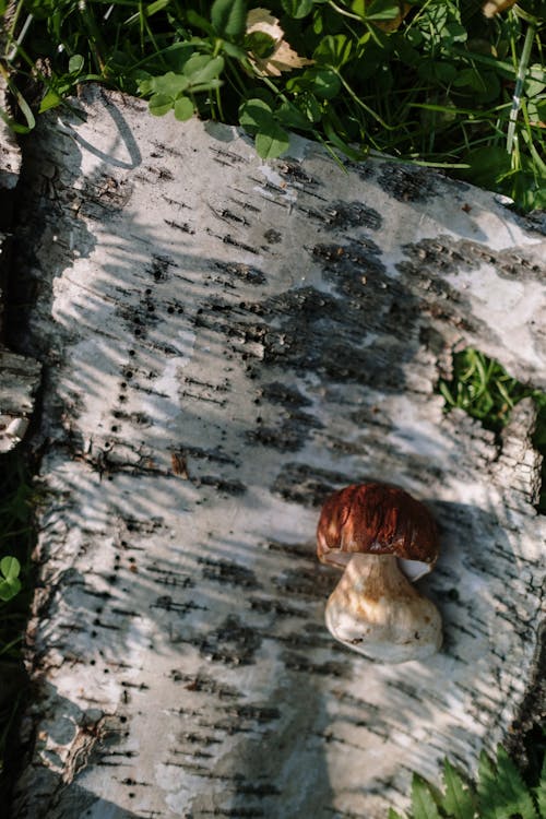 Close-up of Mushroom Lying on Tree Bark
