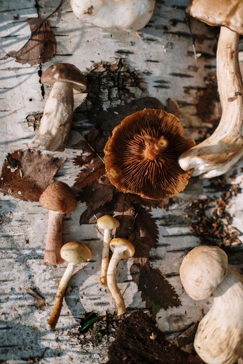 Bruine En Witte Champignons Op Zwart Wit Oppervlak