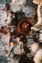 Brown and White Mushrooms on Black and White Surface