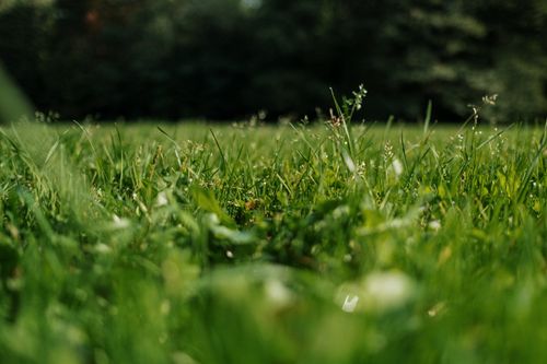 Free Lush green grass with a soft focus, capturing a sunlit meadow scene outdoors. Stock Photo