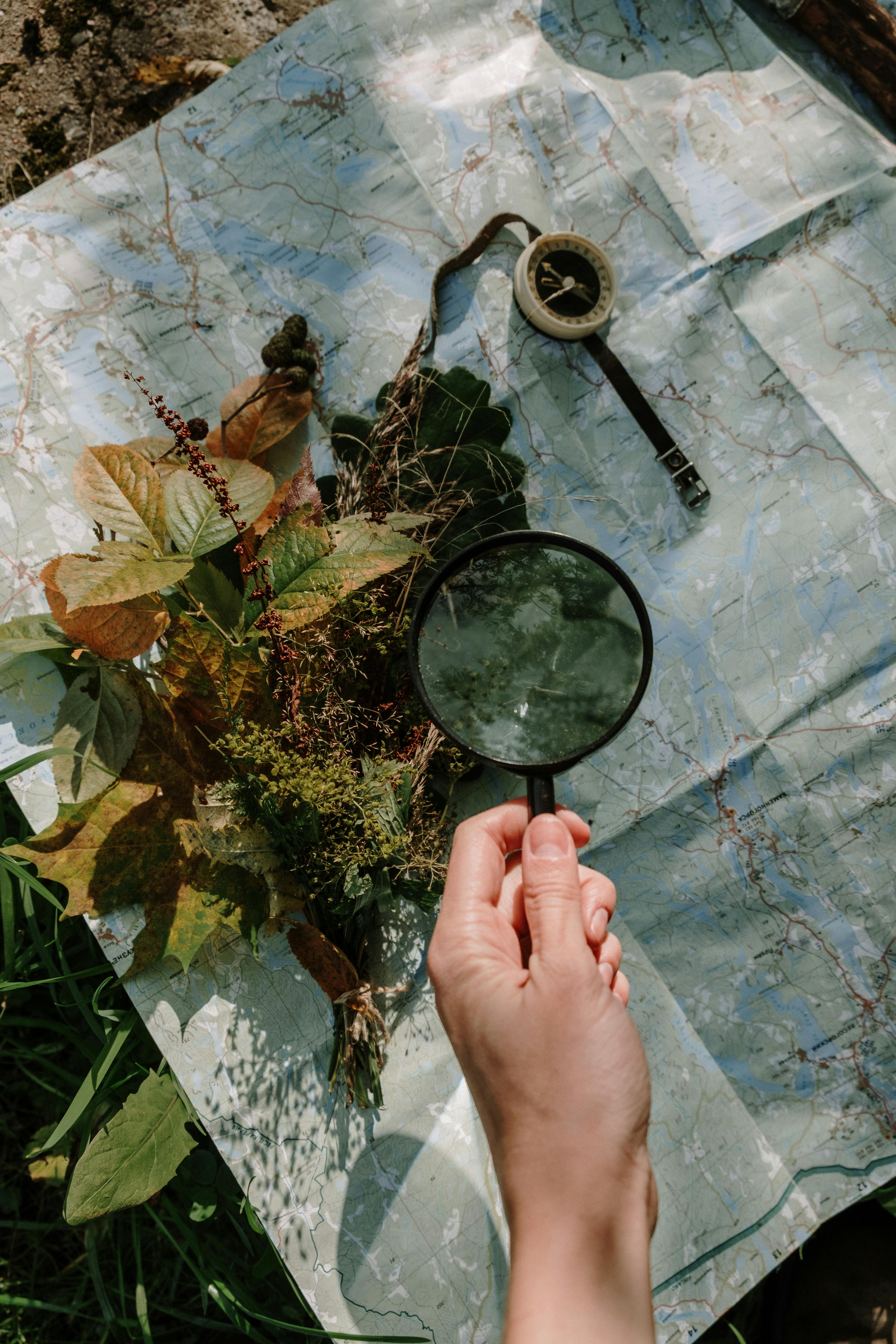 person holding plants