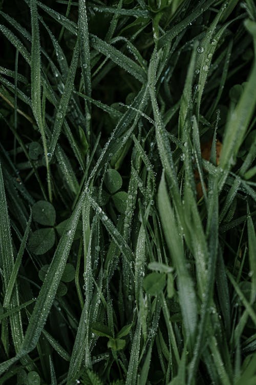 Close-Up Photo of Dewdrops on Green Leaves
