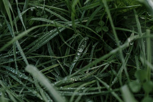 Close-Up Photo of Dewdrops on Green Leaves