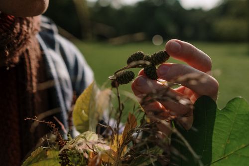 Free Detailed view of a hand gently holding green buds amidst foliage in a grassy outdoor setting. Stock Photo