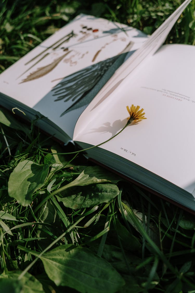 A Book On A Grassy Field