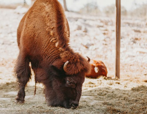 Gratis arkivbilde med bison, dyrefotografering, gress