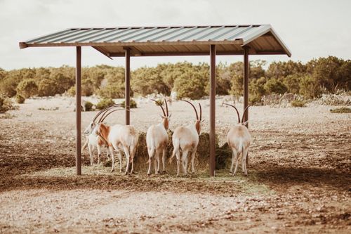 Free Group of Scimitar-Horned Oryx feeding under a shelter in a savanna landscape. Stock Photo