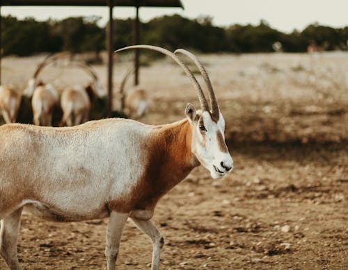 Free Photo of an Antelope Stock Photo