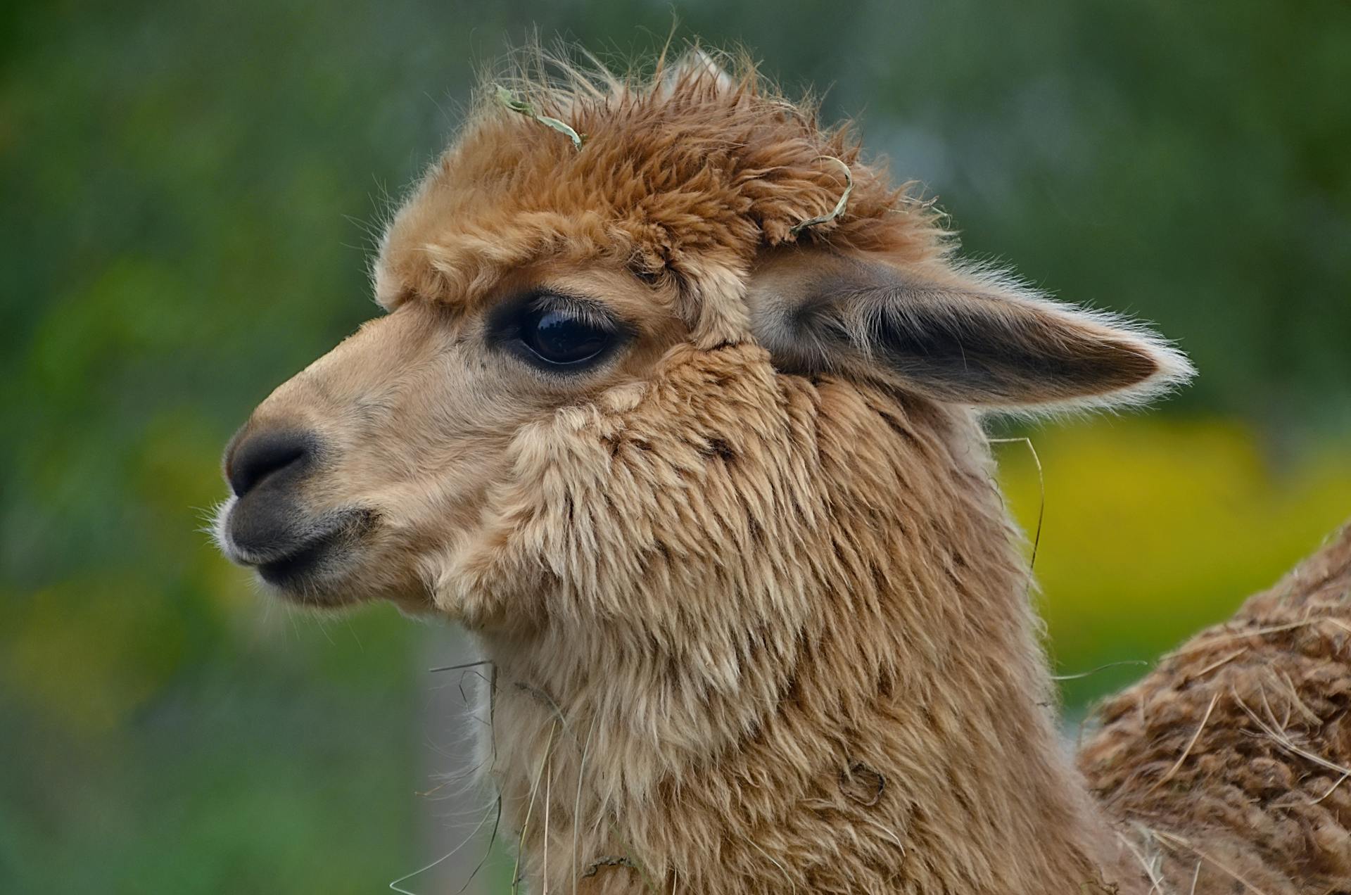 Charming close-up of a fluffy alpaca in an outdoor setting, showcasing its cute and furry features.