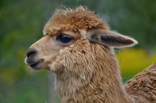 Free Charming close-up of a fluffy alpaca in an outdoor setting, showcasing its cute and furry features. Stock Photo
