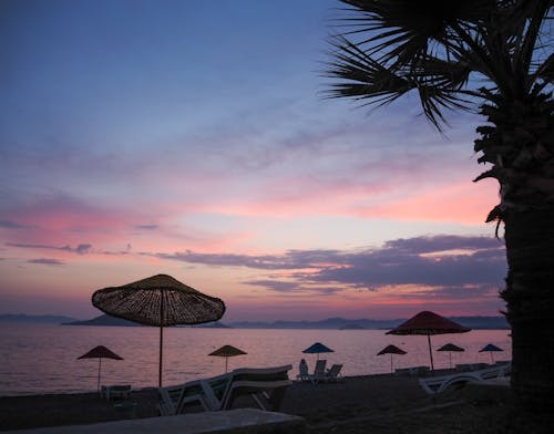 Amazing view of palm tree on sandy beach with sunbeds and parasols near rippling sea water at sunset