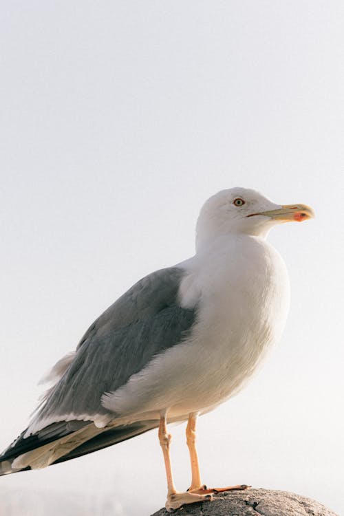 Side view of seagull with gray and white plumage sitting on rough stone