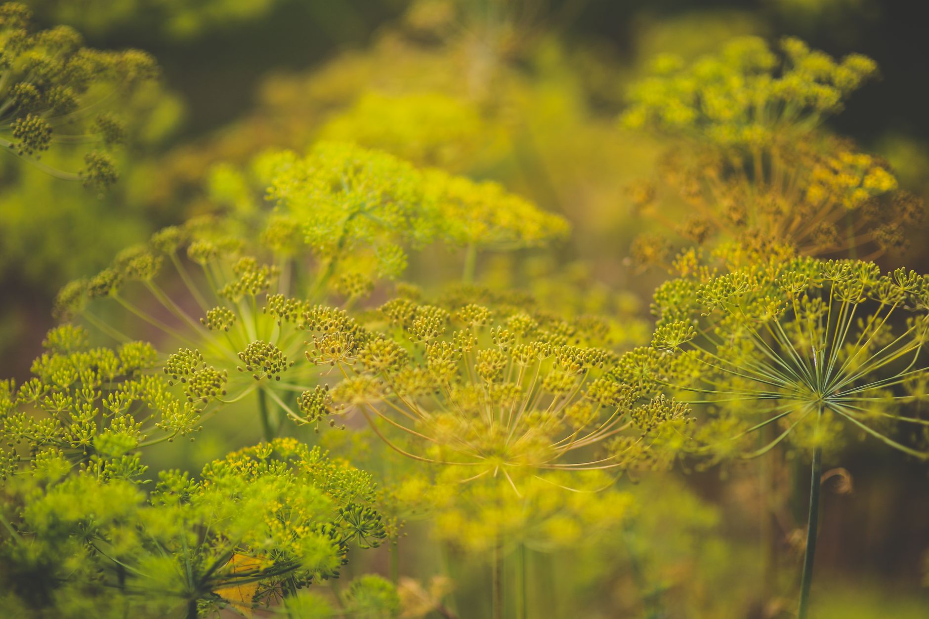 Dill Seeds Botanical Photo