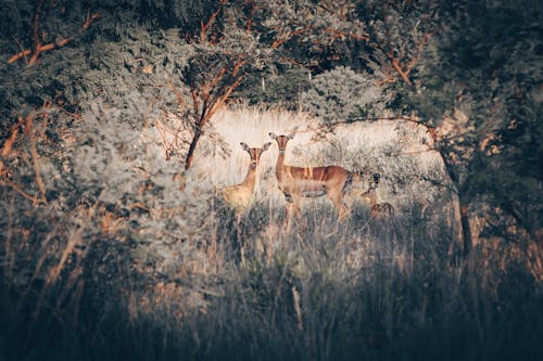 hayvan, hayvan fotoğrafçılığı, impala içeren Ücretsiz stok fotoğraf