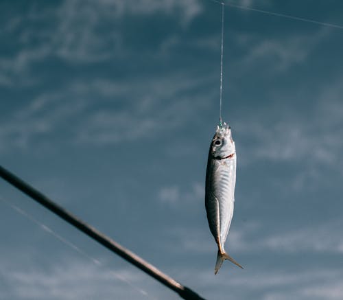 Fish hanging on hook against blurred background