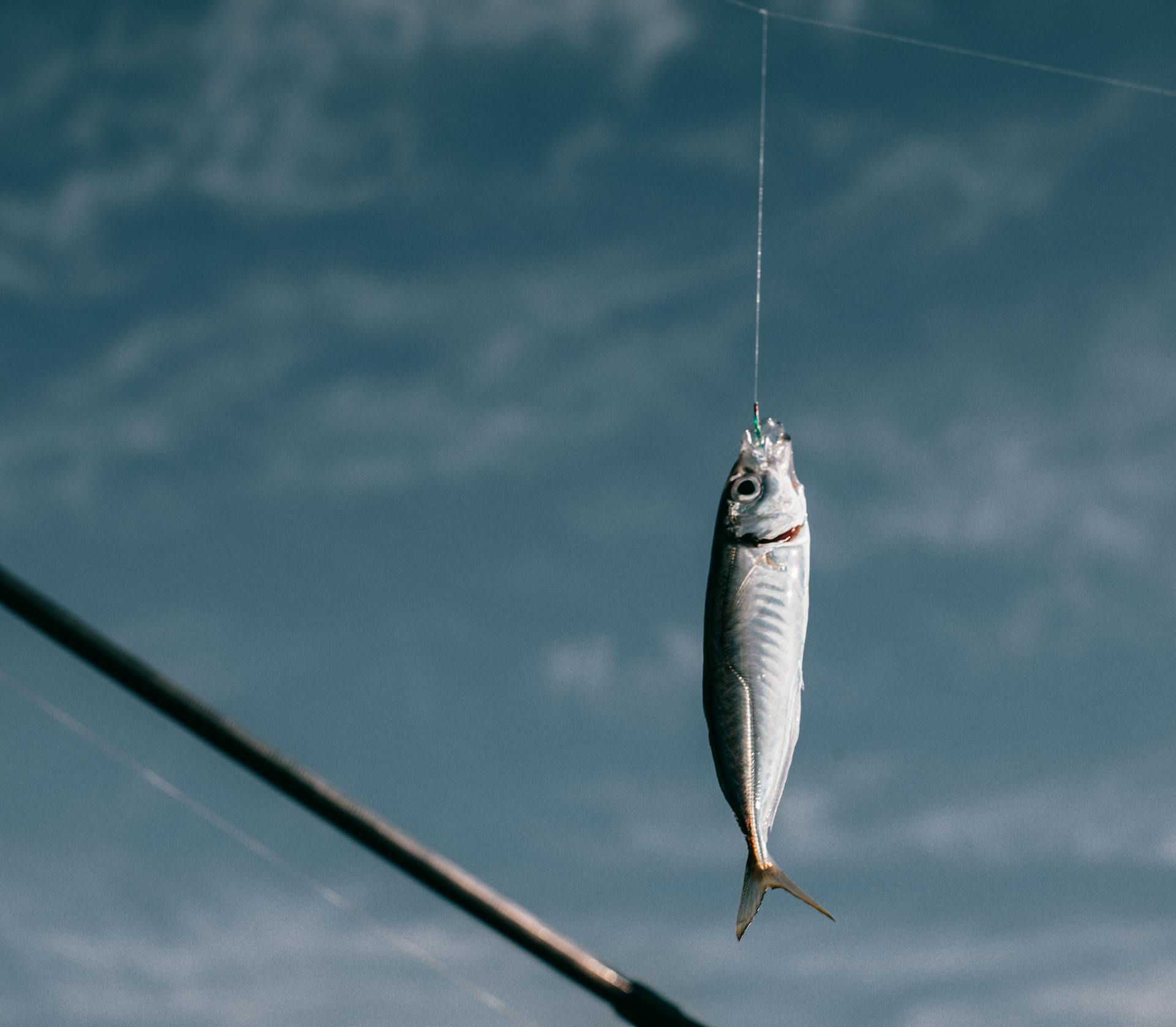 Fish hanging on hook against blurred background