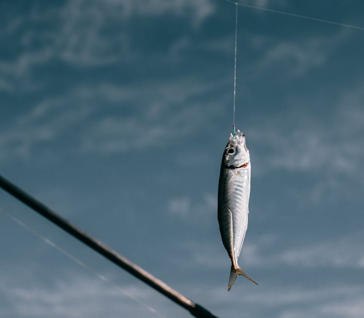 Fish Hanging On Hook Against Blurred Background