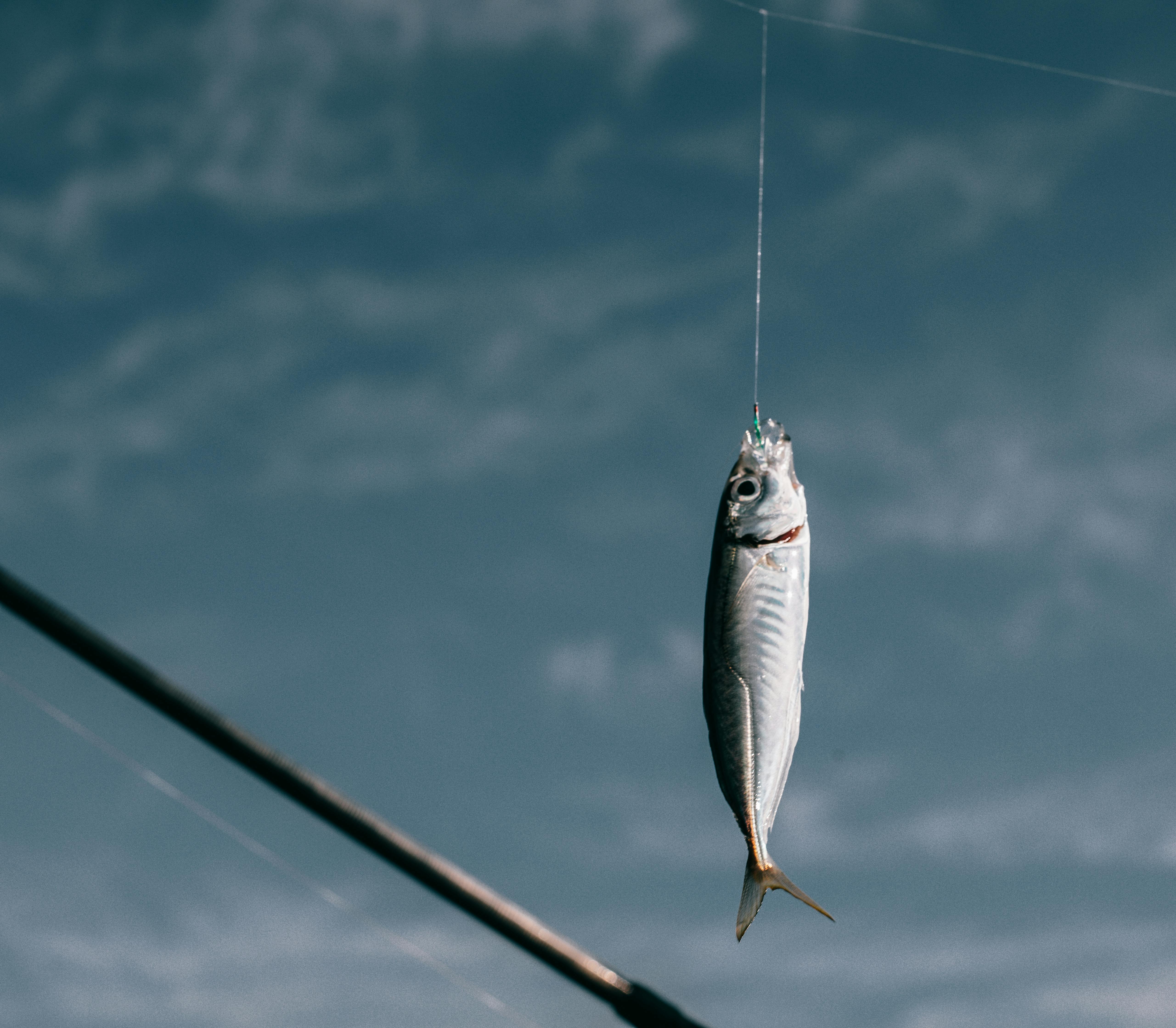 Small Fish Hanging on a Fishing Line on the Background of Blue Water Stock  Photo - Image of freshwater, hobbies: 202494300