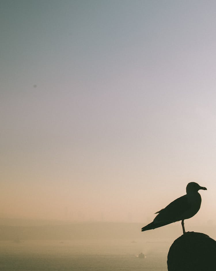 Silhouette Of Seagull On Stone