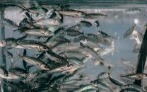 Closeup of plenty of small fish swimming together in clean glass transparent aquarium
