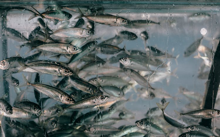 Shoal Of Fish In Aquarium