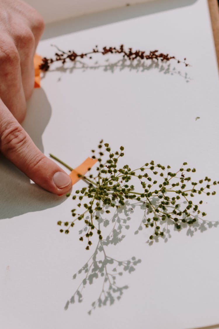 Woman Taping A Flower In A Scrapbook