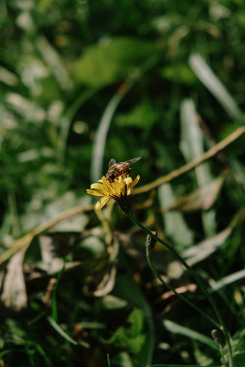 Gele En Zwarte Bij Op Gele Bloem