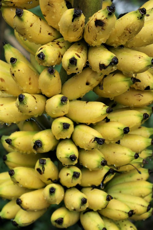 Foto d'estoc gratuïta de fruites fresques, gotetes d'aigua, grapat