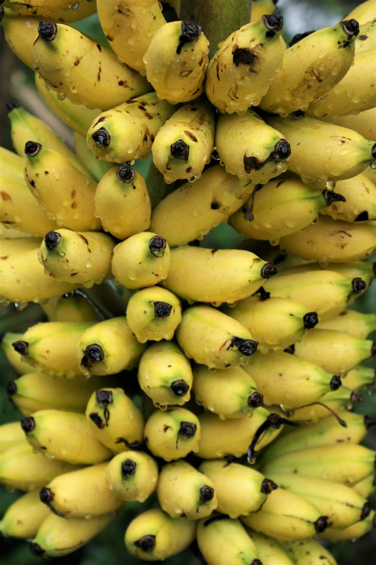 A Bunch Of Yellow Bananas