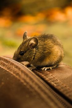 hamster photo