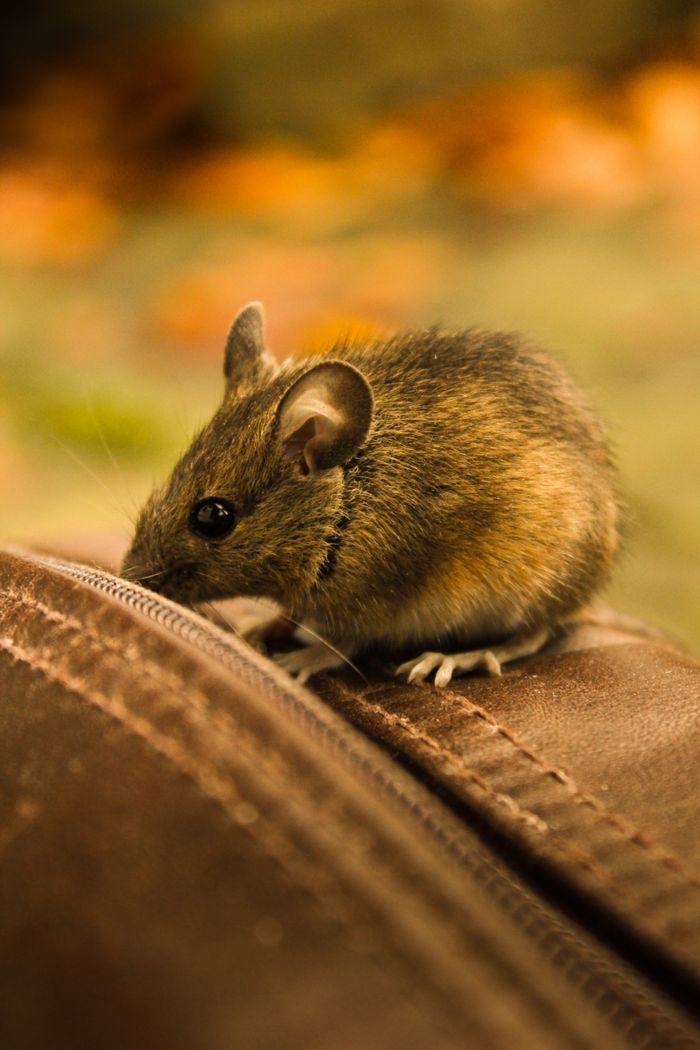 Close-up photograph of a mouse, a rodent addressed with rodent control services