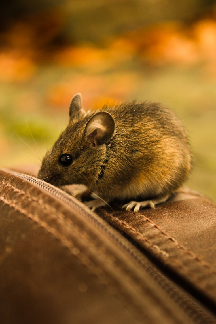 Close-Up Photo Of A Cute Rat