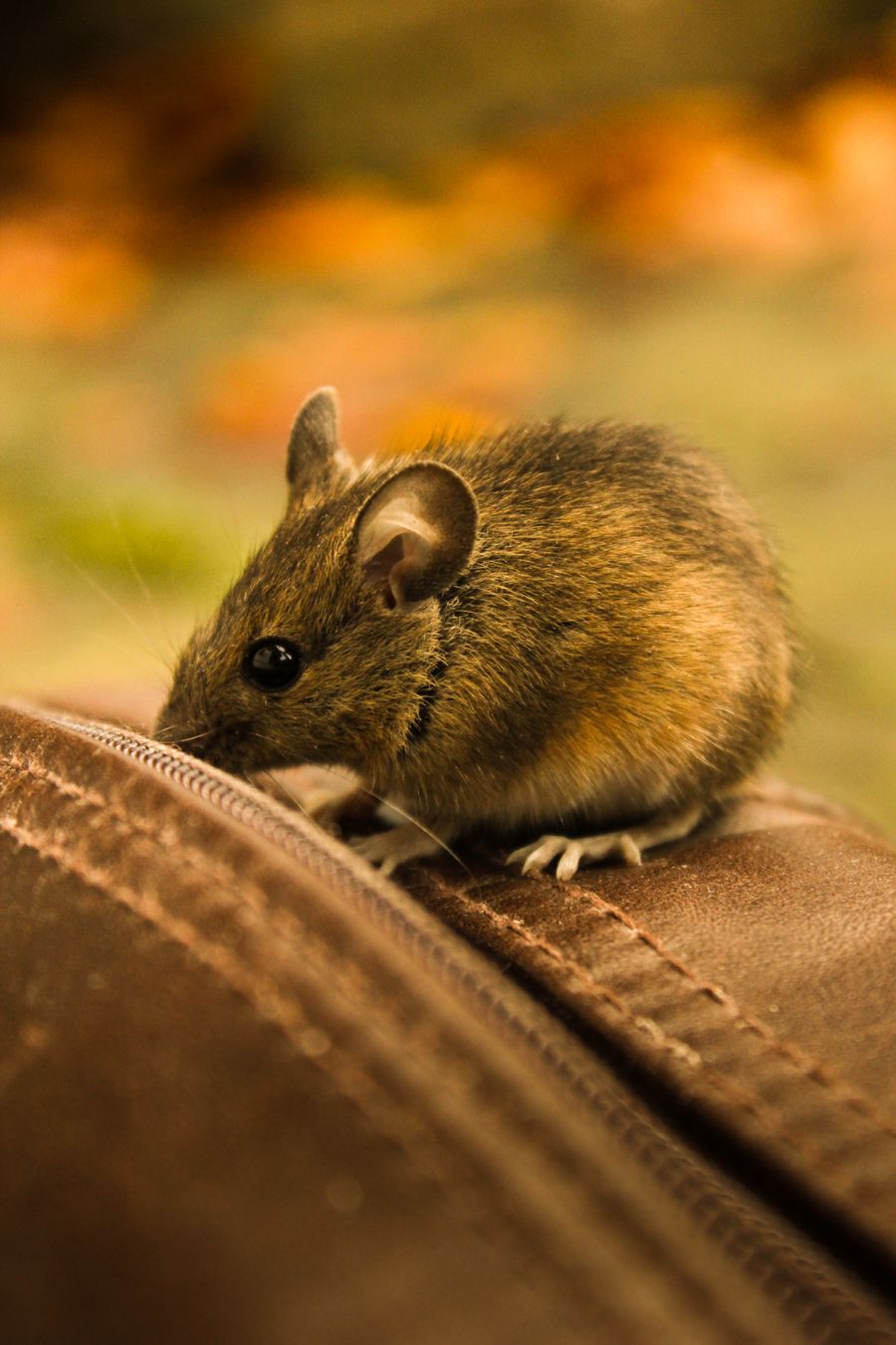 Close-up photograph of a rodent, illustrating the type of pest addressed by rodent control services
