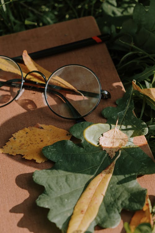 茶色の乾燥した葉に黒いフレームの眼鏡