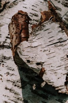 brown birch bark