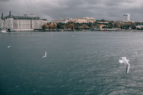 Bezpłatne Biała żaglówka Na Morzu W Pobliżu Budynków Miasta Zdjęcie z galerii