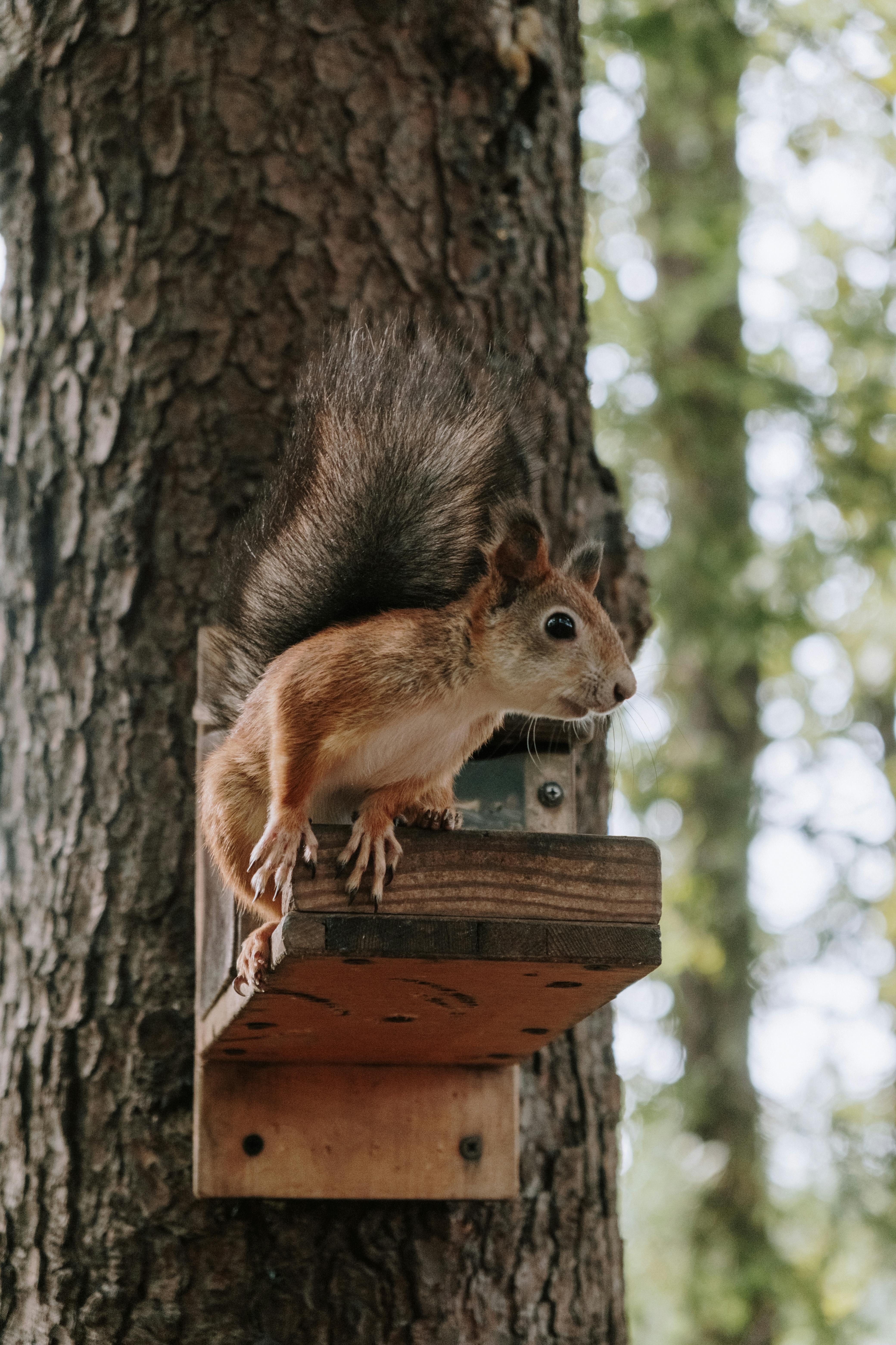 Brown Squirrel on Brown Wooden Birdhouse · Free Stock Photo
