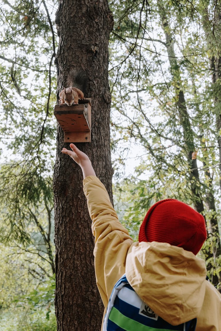 A Child Putting His Hand Up While Looking At The Squirrel