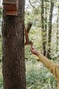 Brown Squirrel on Brown Tree
