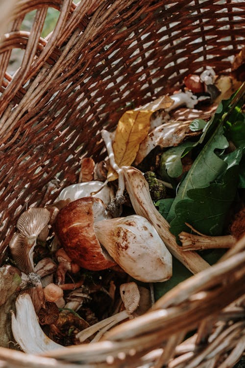 Free Brown and White Mushrooms on Brown Woven Basket Stock Photo