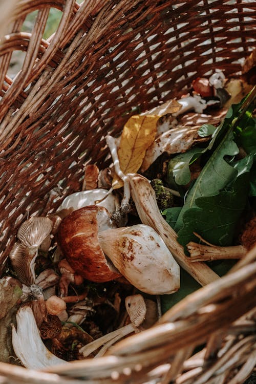 Brown and White Mushrooms on Brown Woven Basket