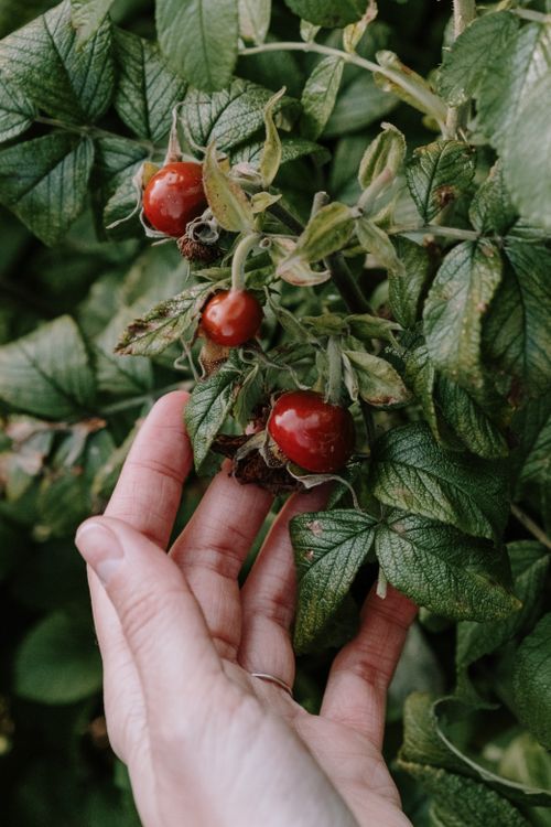 Free A hand gently holds ripe cherry tomatoes on the vine, showcasing fresh harvest in the garden. Stock Photo