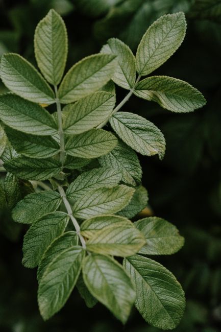 Close-up of lush green leaves with textured surface, perfect for nature or botanical themes.