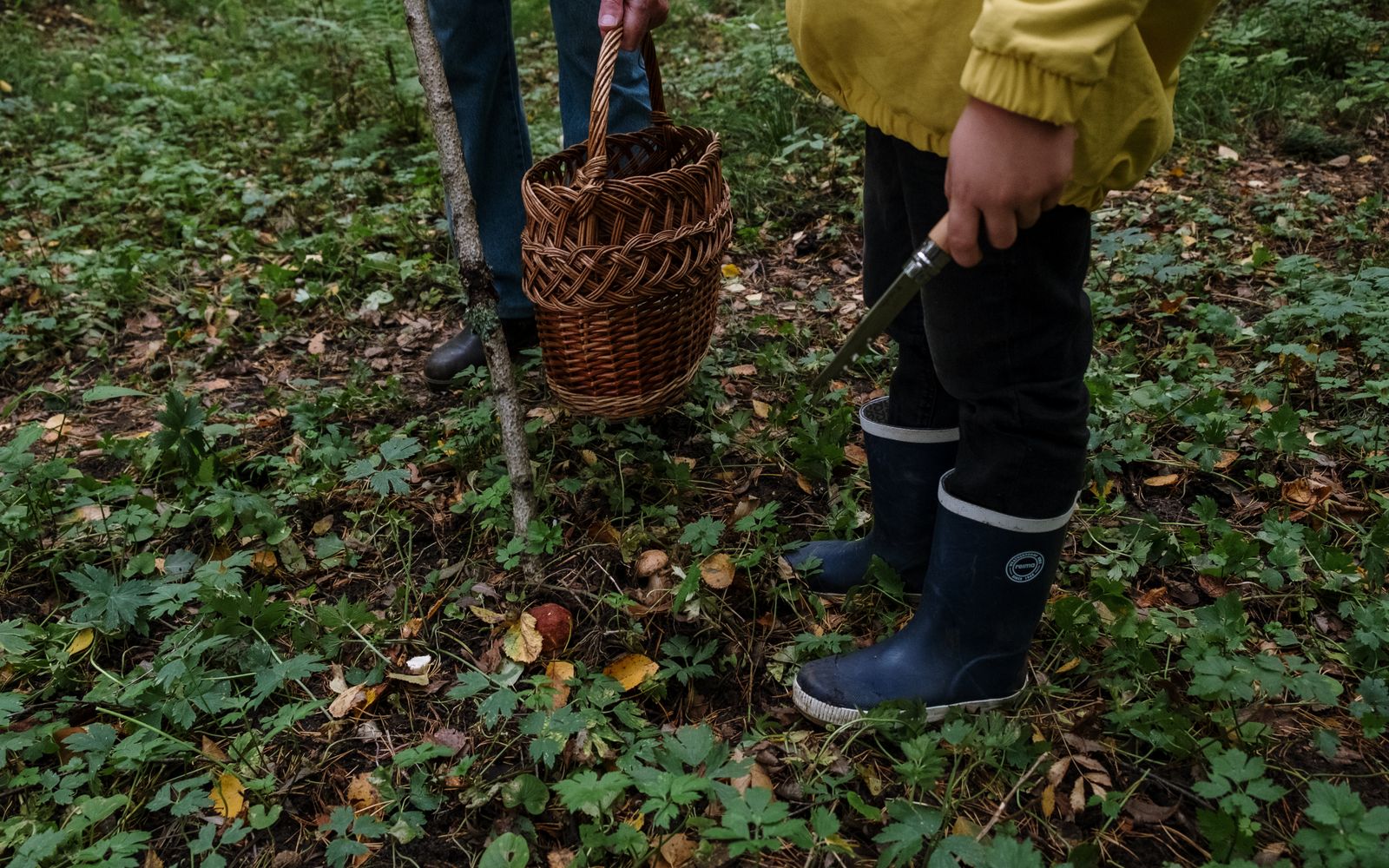 Forest & Foraging